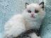 PoulaTo: Ragdoll - Blue Bicolour